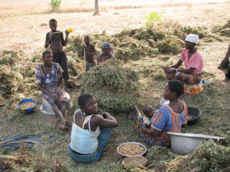 03 Femmes Decortiquant Les Arachides